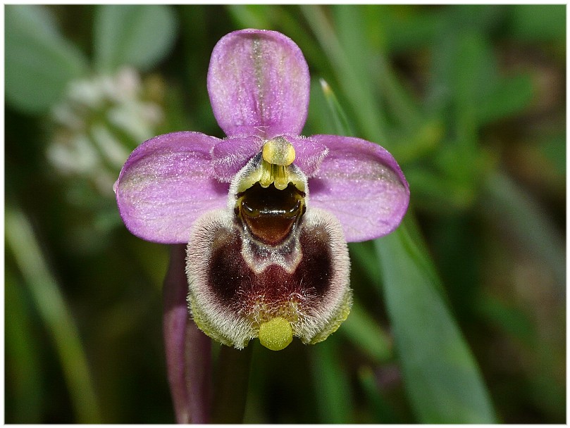 Ophrys tenthredifera strana e Serapias cordigera